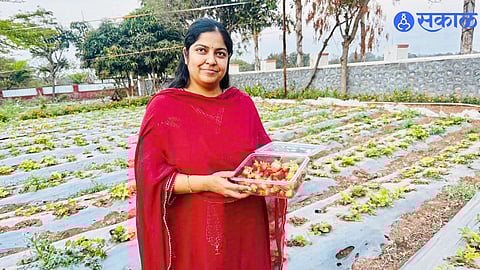 Vidya Jagtap with her organic strawberry crop cultivated using modern techniques in Amble.