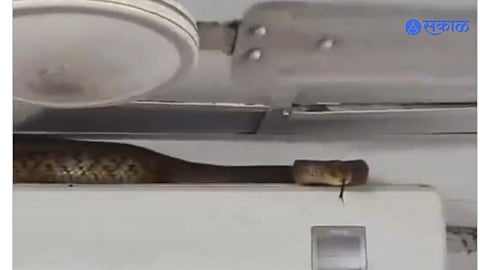 Air India Office Snake Video : विलेपार्ले येथे एअर इंडिया कार्यालयात सात फूट लांबीचा साप आढळला अन्