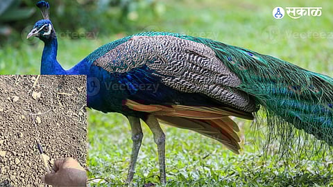 peacocks, triggering outrage among villagers.