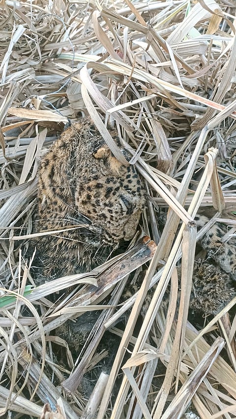 चरेगावात ऊसाच्या शेतात मृत बिबट्या आढळला : तारेत अडकून दुर्दैवी अंत