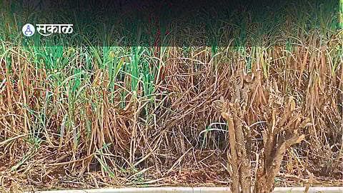 sugarcane production