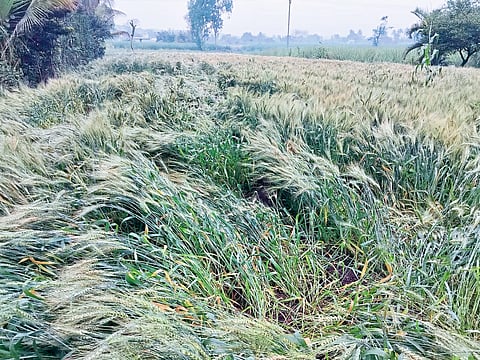 विंग हलक्याशा पावसाने नुकसान