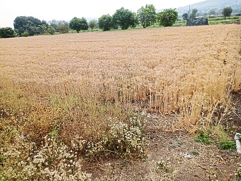 ऐन सुगीच्या तोंडावर अवकाळी चे चावट; बळीराजा चिंतेत