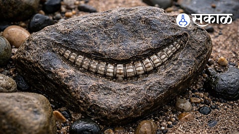 rare 350-million-year-old crinoid fossil resembling a smiling set of dentures