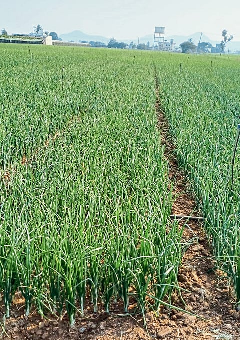 कांदा उत्पादकांना एकरी ५० हजारांचा तोटा