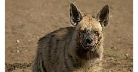 Taras will be seen in the forest in Rajur in Akole taluka