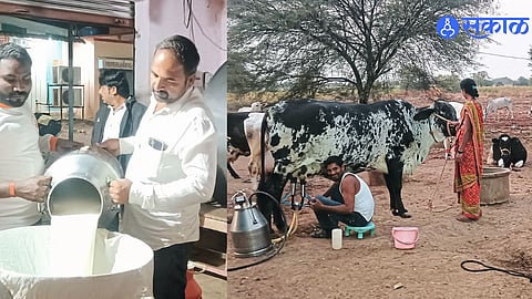 Daily 40,000 Litres of Milk Produced in Tulshi; Livelihoods Flourish