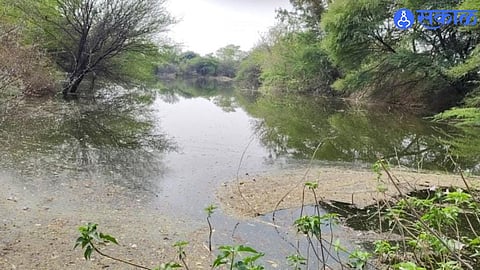 Water from Ujani Dam flows into the parched Ningira stream, offering relief to farmers and cattle.