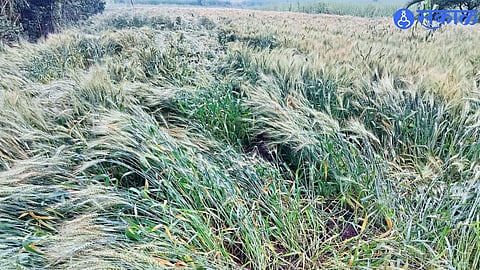 Unseasonal midnight rain flattens standing wheat and jowar crops, leaving farmers worried about mounting losses.