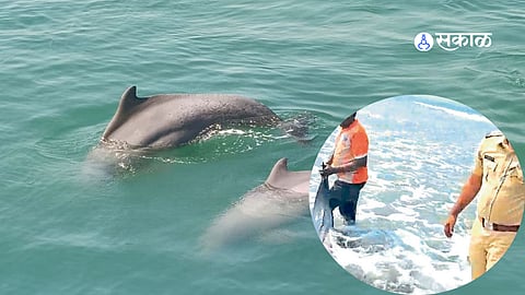 Rescue team and forest