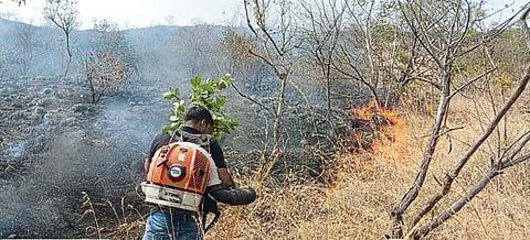 चिव्हेवाडी घाटात भीषण वणवा