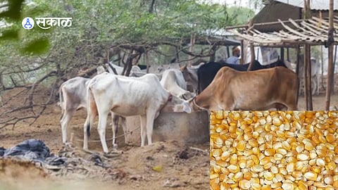 Walwa Fodder Crisis