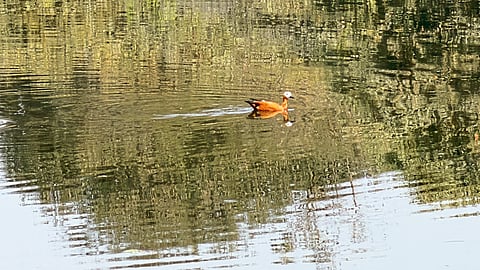 ताथवडे घाटावर ‘ब्राह्मणी बदक’ जोडीचे दर्शन