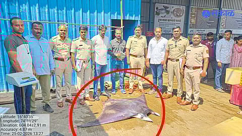 Rare Spine Tail Devil Ray Found in Mumbai Sea, Forest Department Acts After Kolhapur Sale Appeal