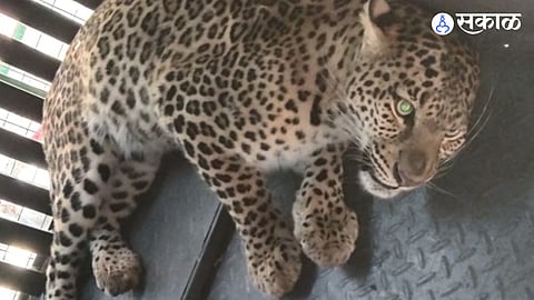 Maharashtra forest department leopard rescue