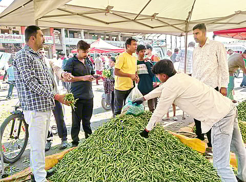 मध्यप्रदेशातील हिरव्या वाटण्याला पसंती