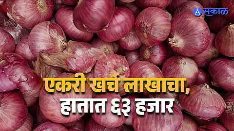 Onion Farmers Struggle As Market Rates Decline