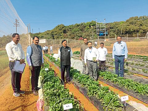 महाबळेश्वर गहू गेरवा संशोधन केंद्रातील उपक्रमांची कुलगुरूंकडून पाहणी