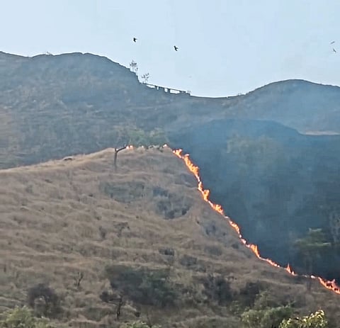 कास - वनव्यांमध्ये होरपळू लागले डोंगर....