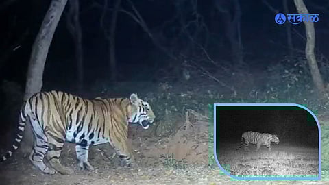 Chandoli sanctuary wildlife latest update