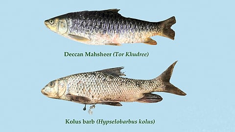 दुर्मिळ माशांचा शोध