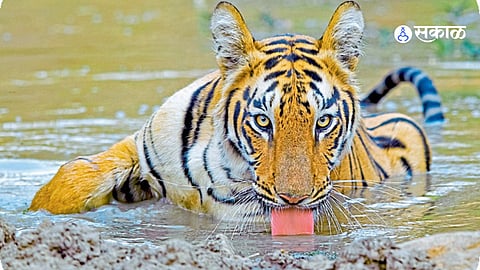 Vidarbha Tourism Development