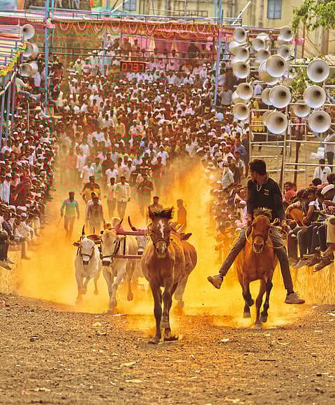 उंचखडक, राजुरीच्या यात्रोत्सवात धावले ३२४ बैलगाडे