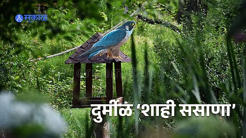 Rare Shaheen Falcon spotted