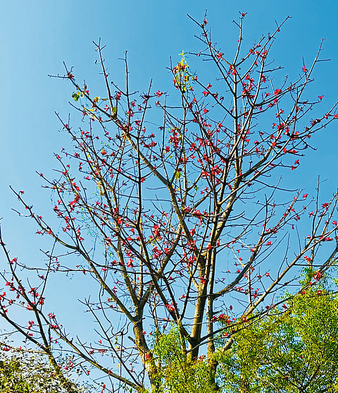 फुलांनी बहरले ‘काटेसावर’