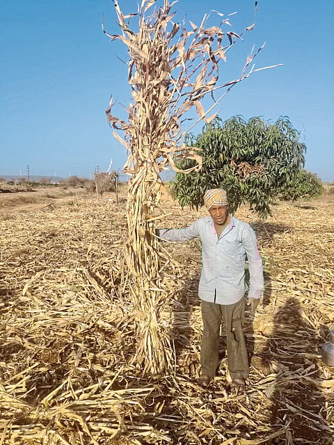 ज्वारीचे उत्पादन जेमतेम; मात्र दहा फूट उंच कडब्याची सोशल मीडियावर चर्चा
