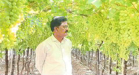 पंढरपूर तालुक्यातील पाच हजार एकरावरील निर्यात द्राक्षाची खरेदी थांबली; शेतकर्यांना शेकडो कोटी रुपयांचा आर्थिक फटका