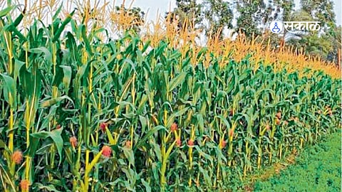 Dairy Farmers Struggle