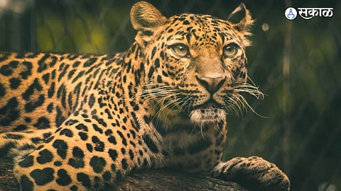 Junnar Leopard