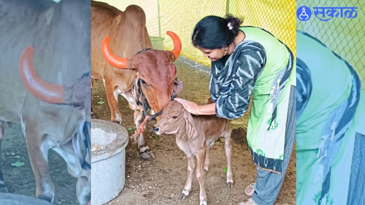 Barshi Woman Devotes Life to Caring for Gir and Khillar Cows