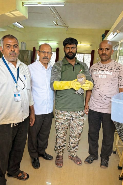 आळे येथे आढळले जखमी घुबड