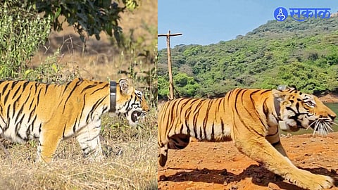 Eight Teams Deployed to Track Tigers in the Sahyadri mountain range