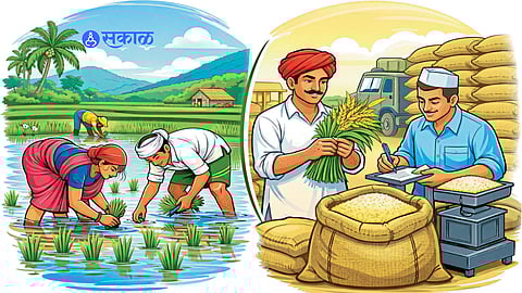 Sindhudurg Rice Farming