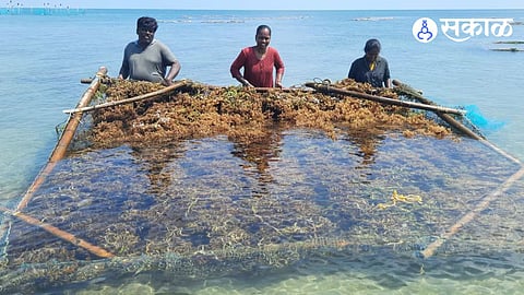 Seaweed Farming