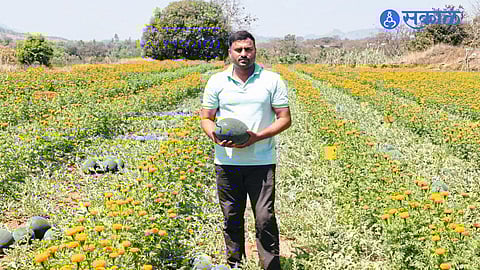 Success in Watermelon Farming: Santosh Kudle Earns Big from 20 Gunthas