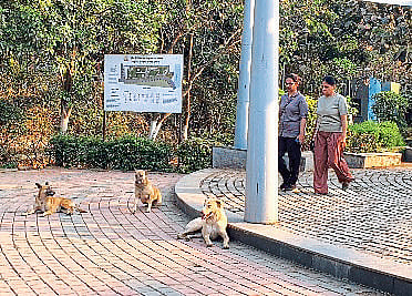 अशोक कामटे उद्यानात भटक्या श्वानांचा उपद्रव