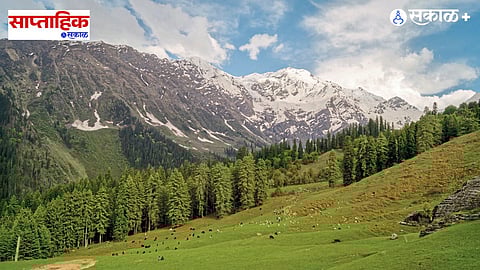 Modern Architecture Le Corbusier and Indian Wildlife