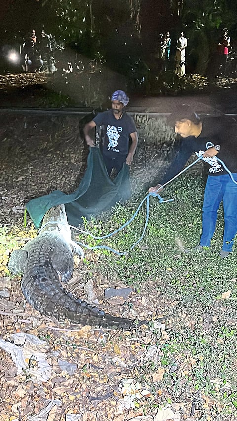 ‘आयआयटी’ परिसरात १० फूट लांब मगर