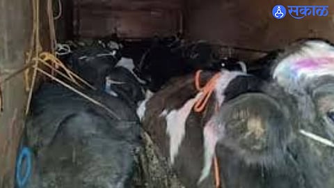 Indapur Livestock Rescue: 29 Animals Saved, Three Oxen Dead, Two People Booked