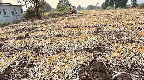 मुळशीत गारपिटीने पिकांचे नुकसान