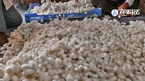 Hingoli Cotton Cultivation