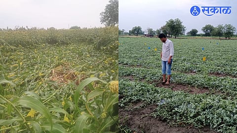 Hailstorm and Strong Winds Hit Ardhapur
