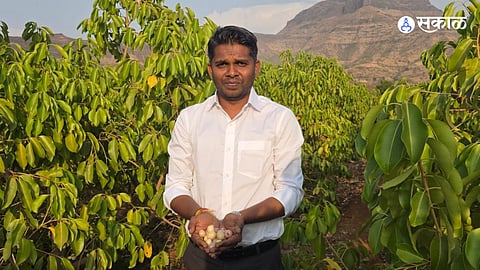 Thailand White Jamun Cultivation Introduced in Mokhada