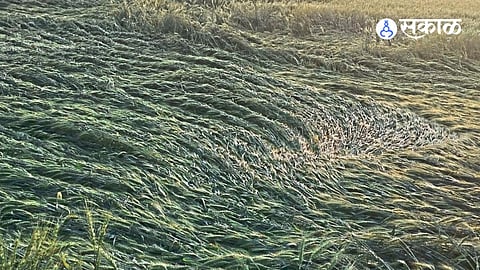 “Food Snatched Away”: Hailstorm Hits Orchards Hard, Farmers Face Heavy Loss