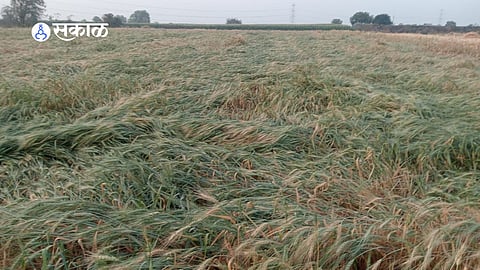 Unseasonal Rain Hits KedarKheda Region