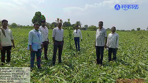 Hailstorm Damages Crops in Ardhapur Taluka